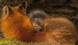 狐狸视频在线观看,探索奇幻动物世界的精彩瞬间